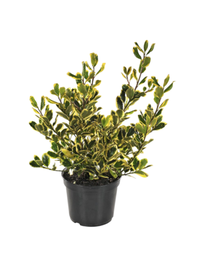 Ficus deltoidea (variegated) - Image 3